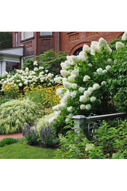 Hydrangea paniculata Skyfall